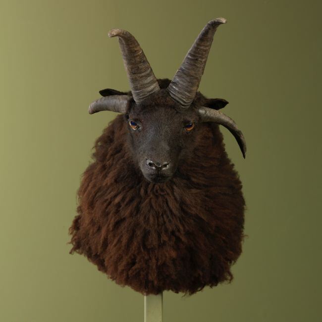 3614 Vierhoornschaap