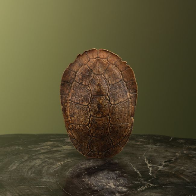 3620 Schildpad Schild