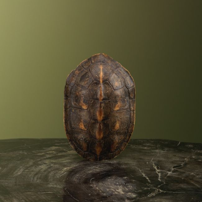 3621 Schildpad Schild