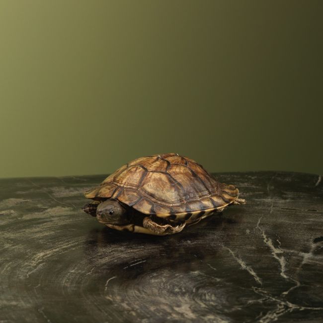 3625 Schildpad Antiek