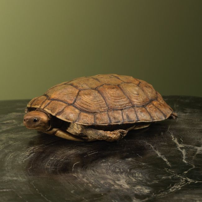 3627 Schildpad Antiek