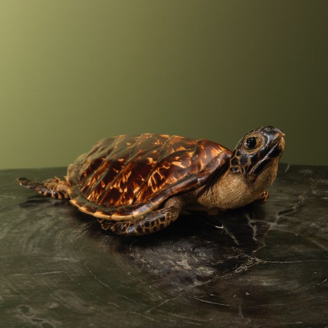 3628 Schildpad Antiek