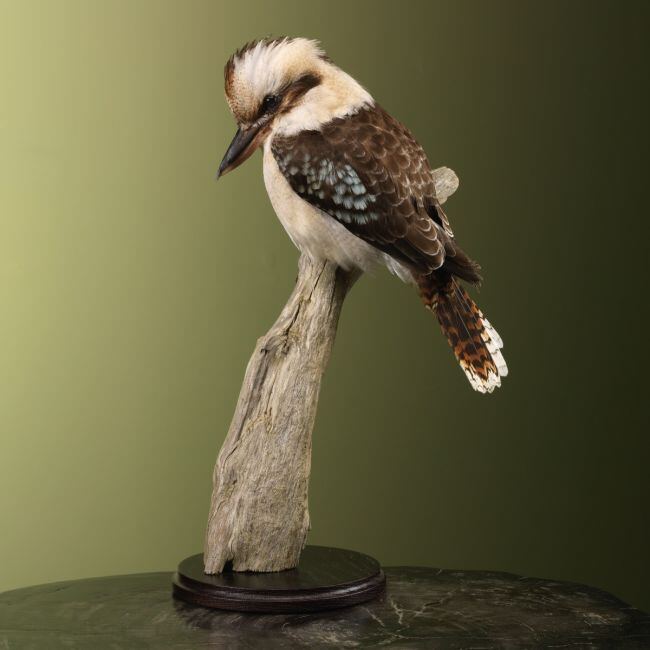 3637 Kookaburra