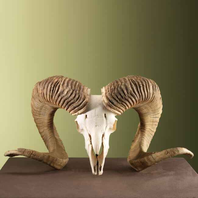 3662 Altai Argali Schedel