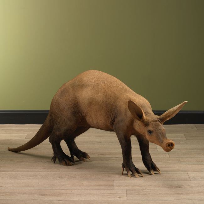 3663 Aardvarken