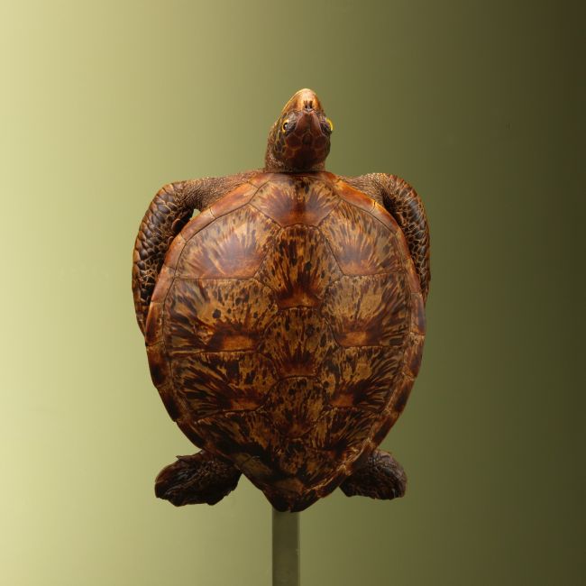 3693 Schildpad Antiek