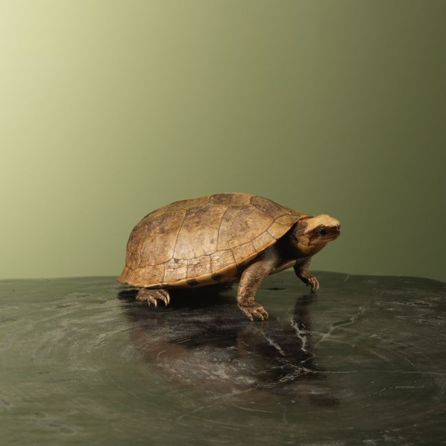 3719 Landschildpad Antiek