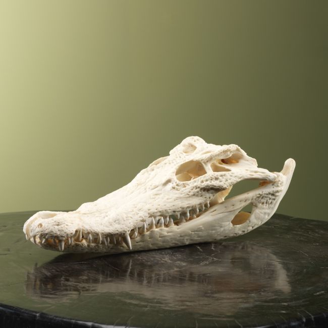 3784 Siamese Krokodil Schedel