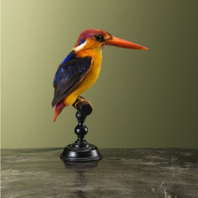 3787 Zwartrugdwergijsvogel