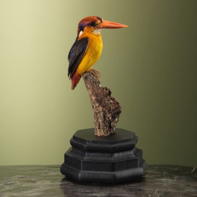 3788 Zwartrugdwergijsvogel
