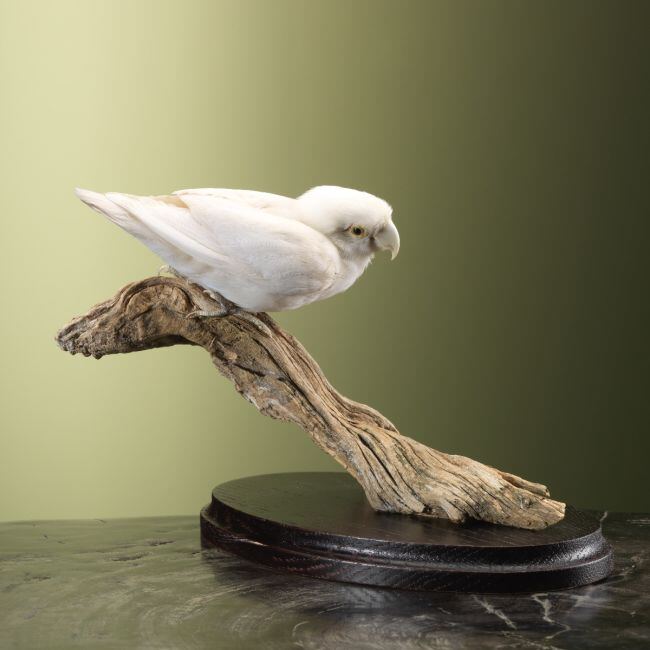 3791 Witte Agapornis