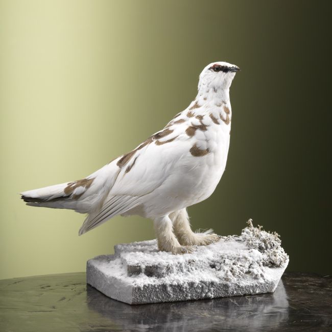 3810 Alpensneeuwhoen