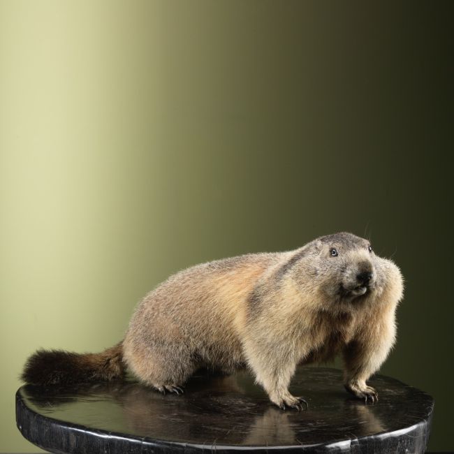 3817 Alpenmarmot