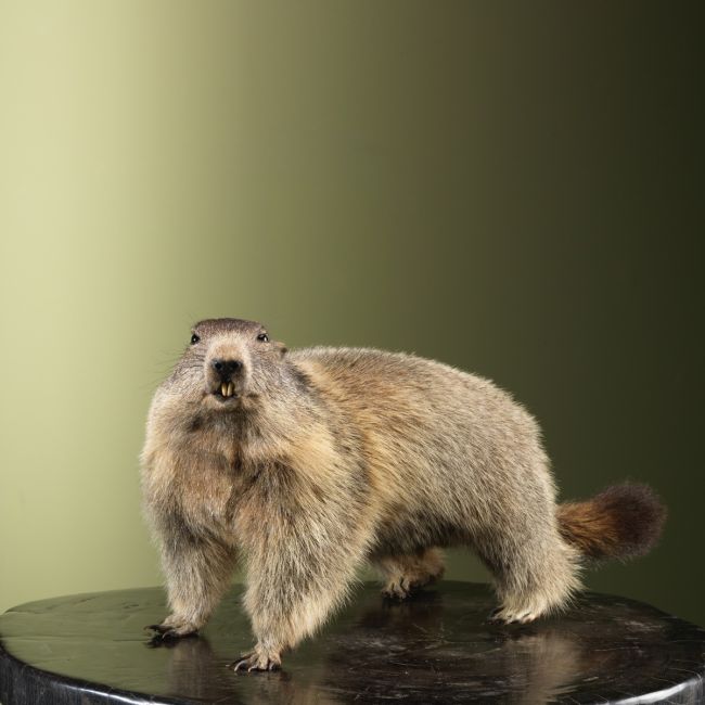 3818 Alpenmarmot