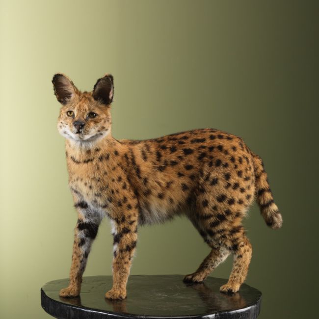3820 Serval