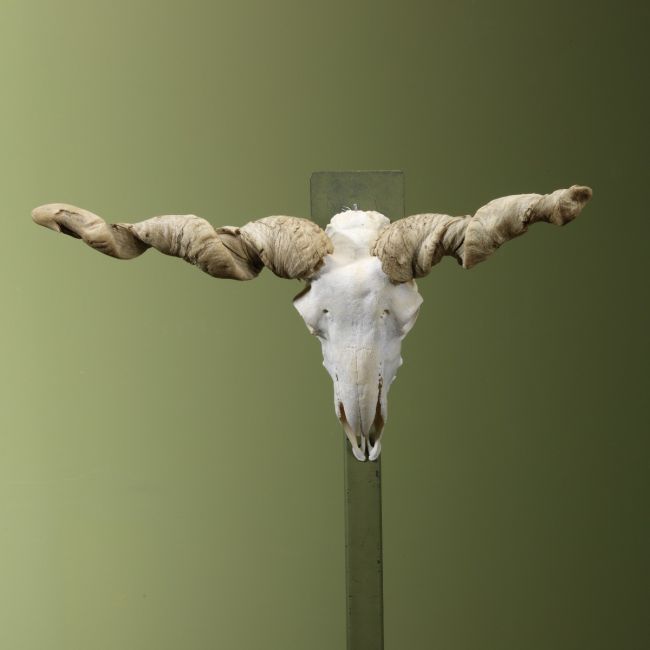 3860 Racka Schaap Schedel