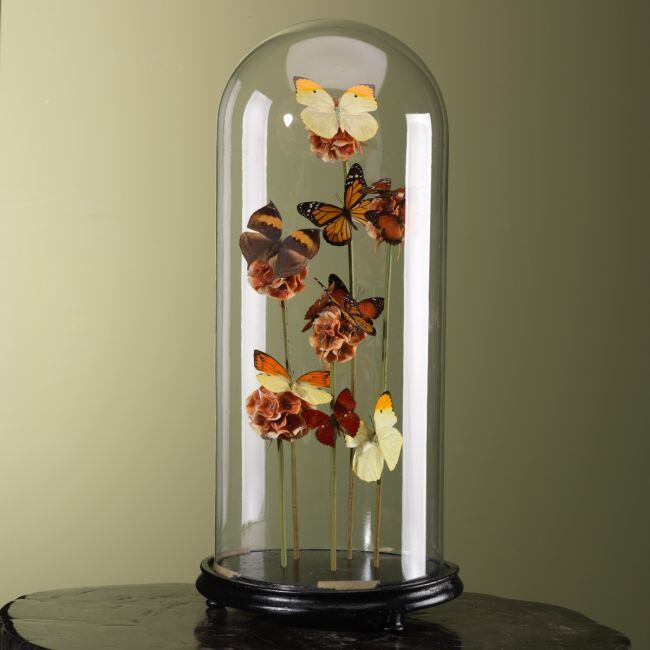 3875 Vlinders in Stolp