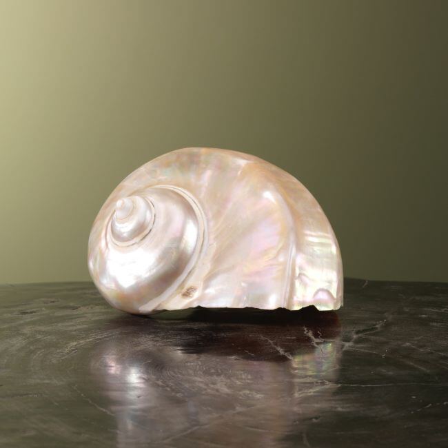 3881 Turbo Schelp Parelmoer