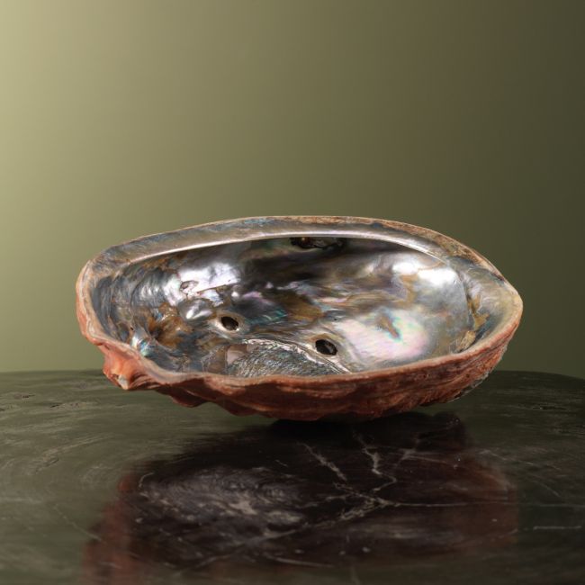 3882 Abalone Schelp Parelmoer