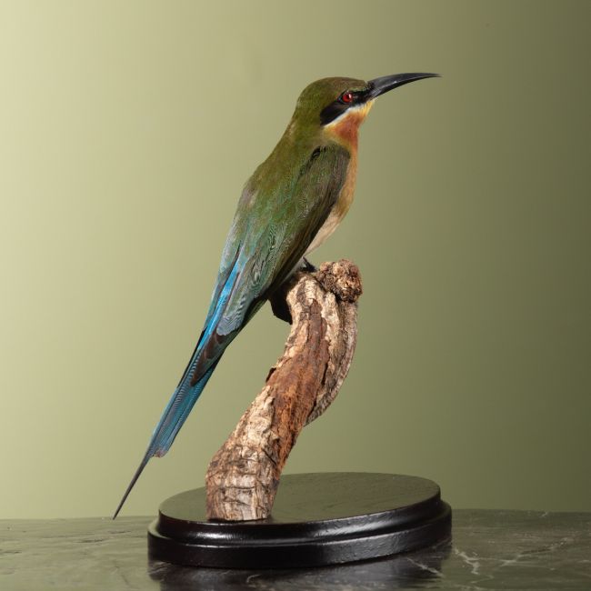 3922 Blauwstaartbijeneter