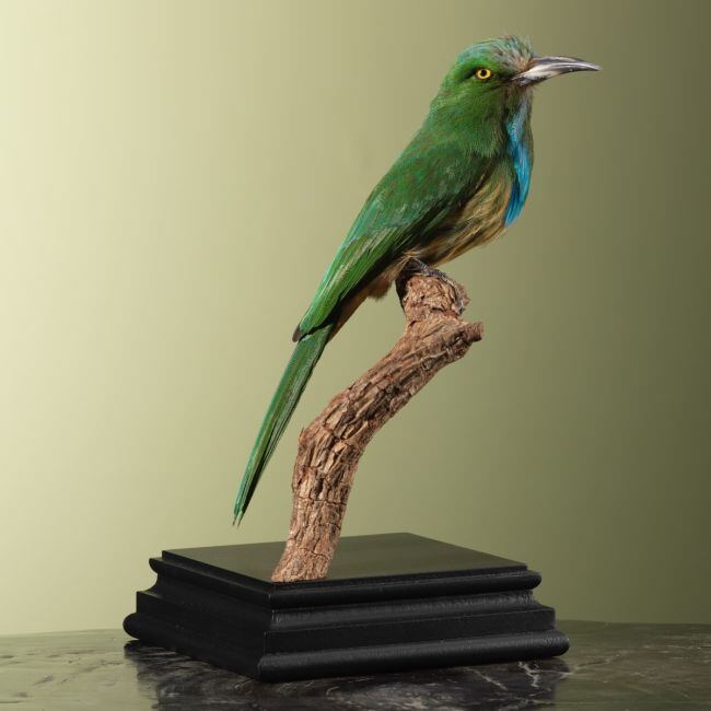 3924 Blauwbaardbijeneter