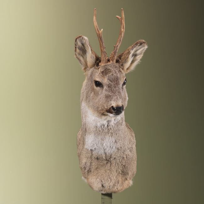 3961 Reebok Wintervacht