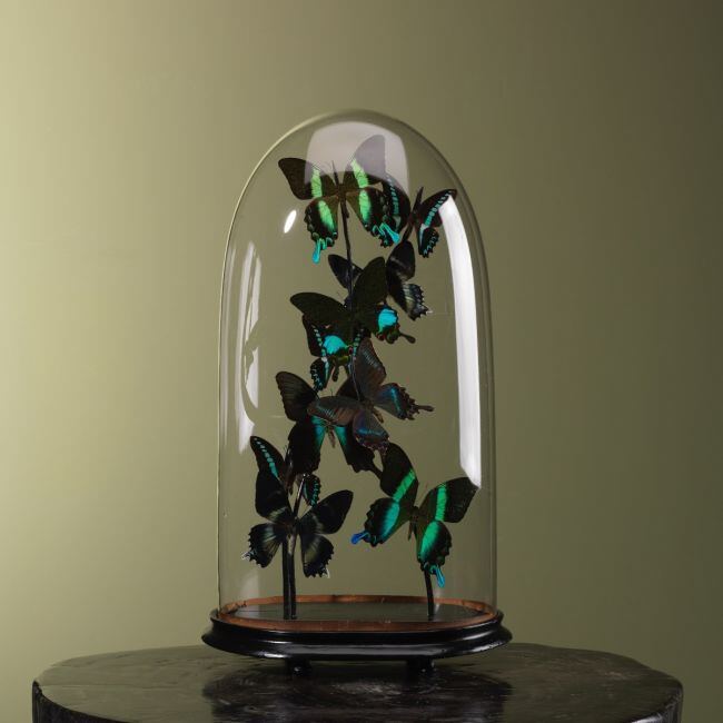 3974 Vlinders in Stolp