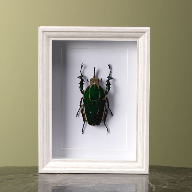 3977 Mecynorhina Kever in Lijst 