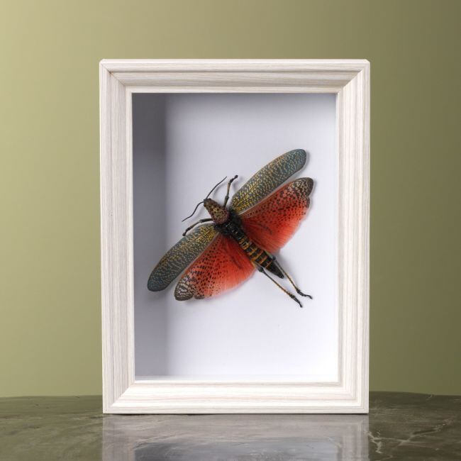 3978 Sprinkhaan in Lijst