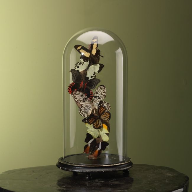 3990 Vlinders in Stolp