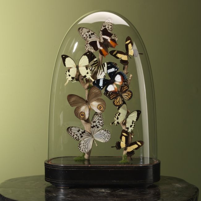 3993 Vlinders in Stolp