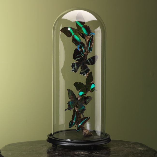 3994 Vlinders in Stolp