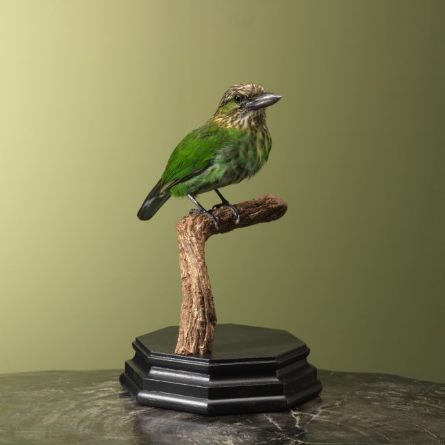 4028 Groene Baardvogel