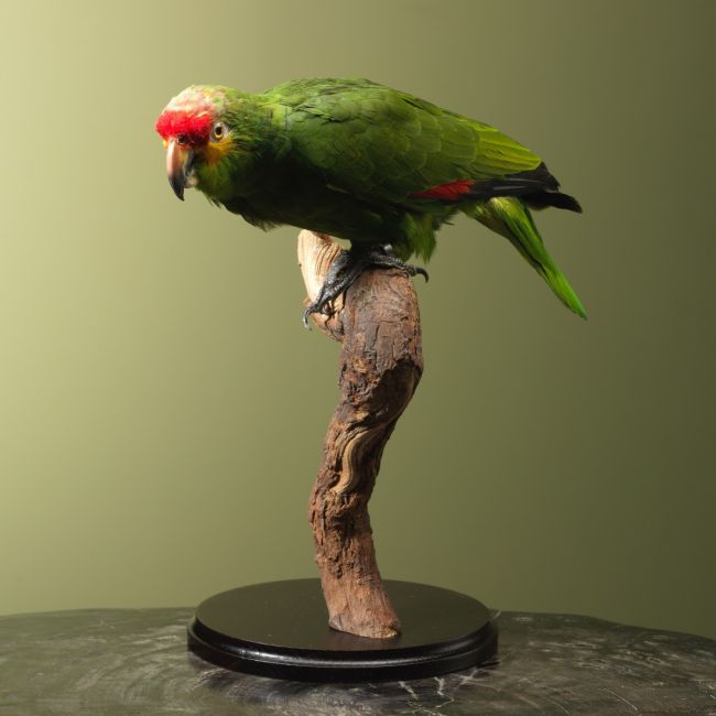 4037 Geelwangamazone