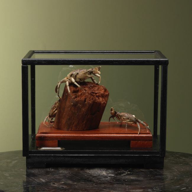 4100 Strandkrab in Vitrine