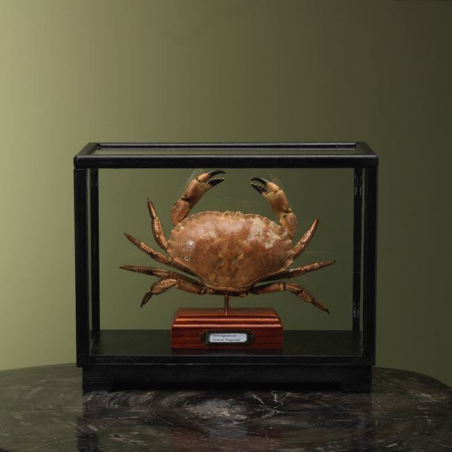 4107 Noordzeekrab in Vitrine