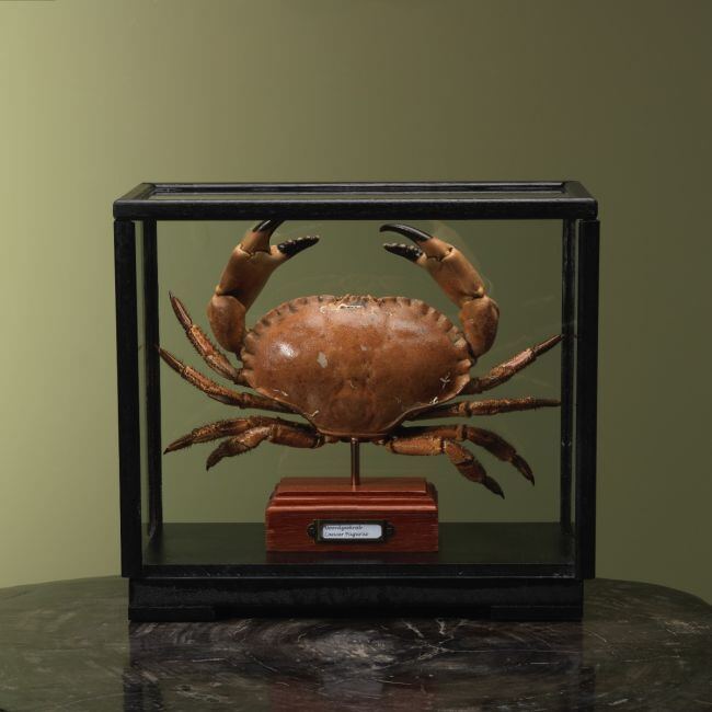4110 Noordzeekrab in Vitrine
