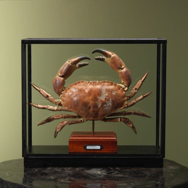 4113 Noordzeekrab XL in Vitrine