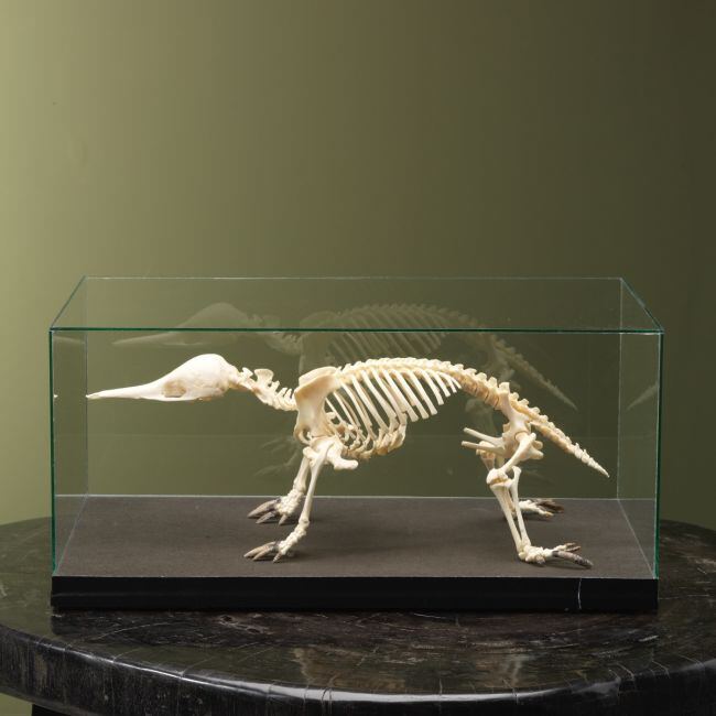 4120 Mierenegel Skelet