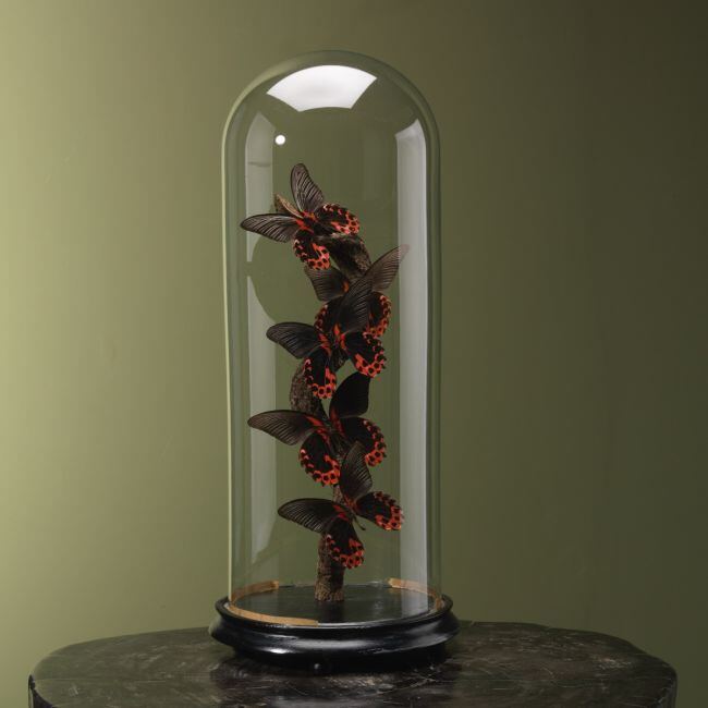 4129 Vlinders in Stolp