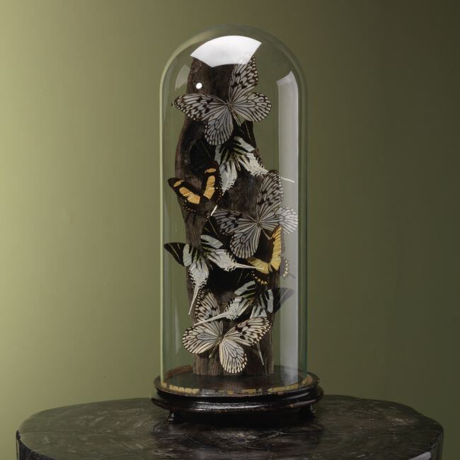 4130 Vlinders in Stolp