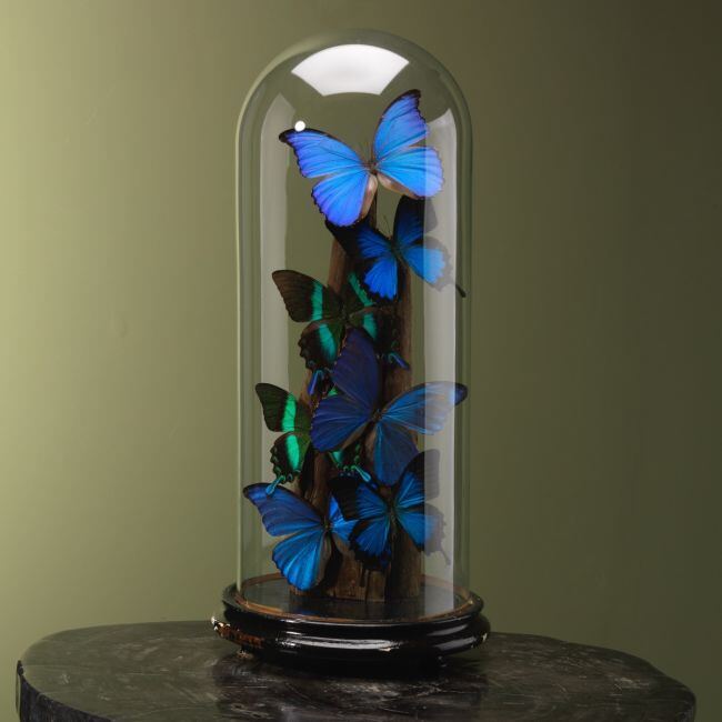 4132 Vlinders in Stolp