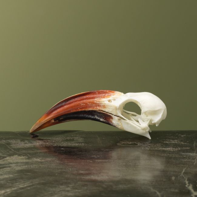 4136 Roodsnaveltok M Schedel