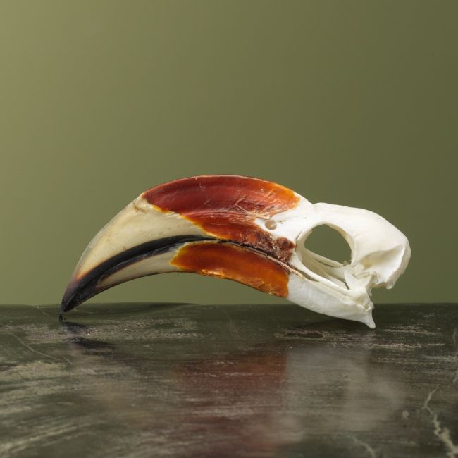 4144 Von der Deckens Tok M Schedel