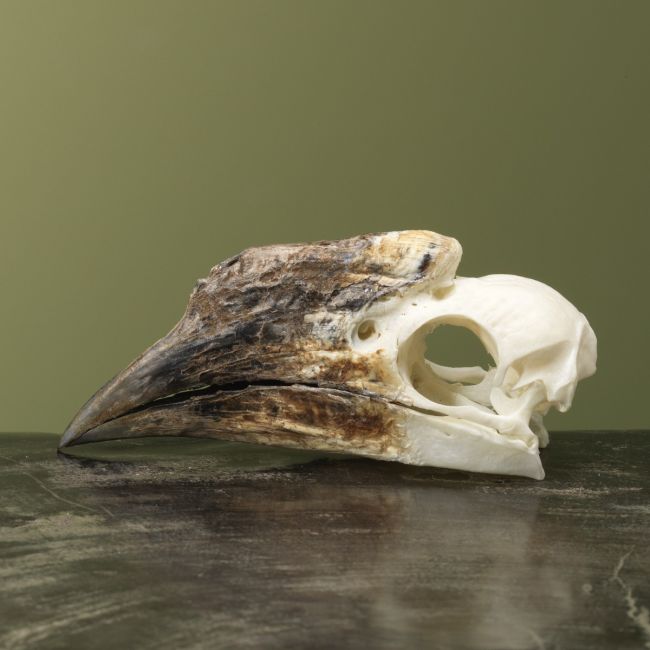 4146 Trompetneushoornvogel V Schedel