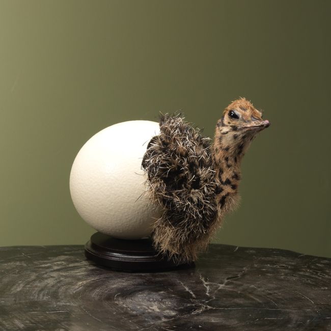 4162 Struisvogel in Ei