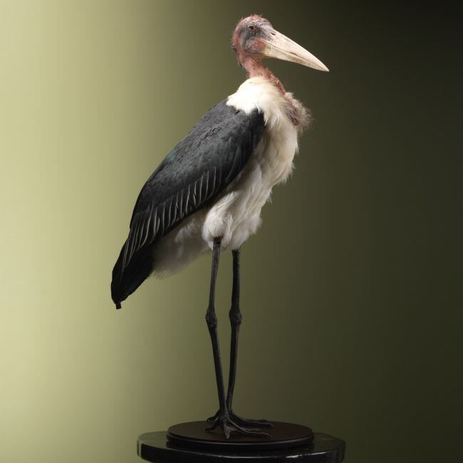 4218 Afrikaanse Maraboe