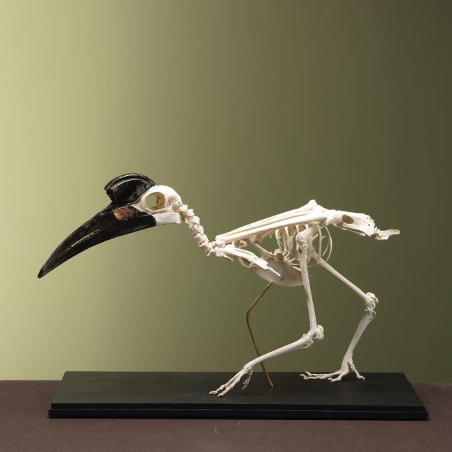 4224 Noordelijke Hoornraaf Skelet