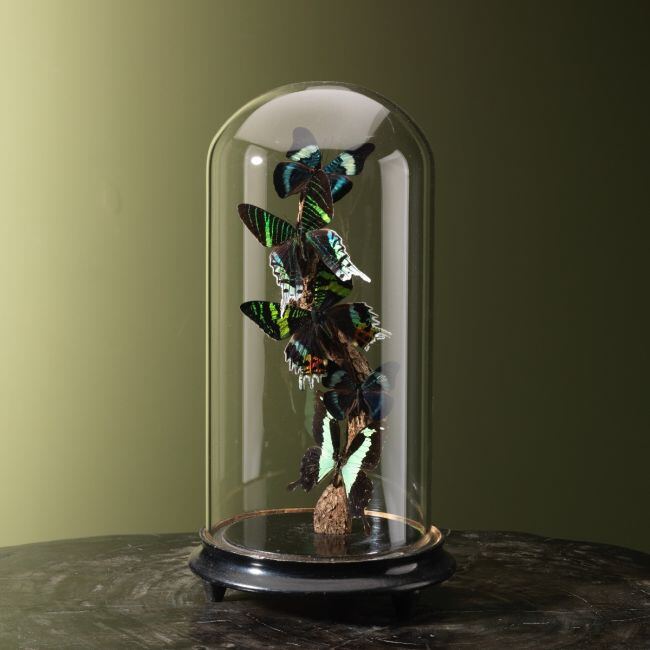 4242 Vlinders in Stolp