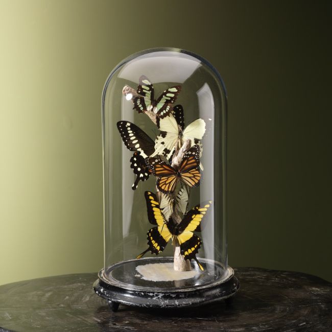 4244 Vlinders in Stolp